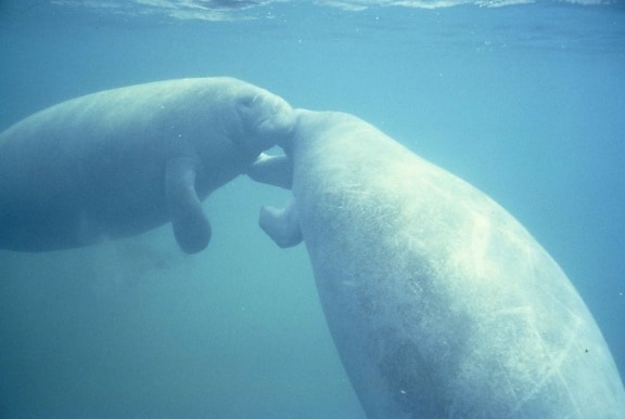two, west, Indian, manatee, trichechus, manatus, nuzzling, noses, together