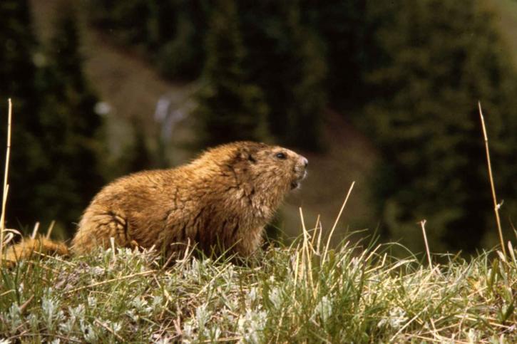 Marmot, eläin, Groundhog
