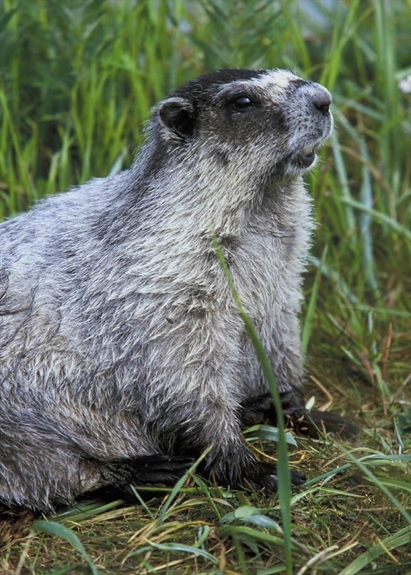 marmot, mammal, animal