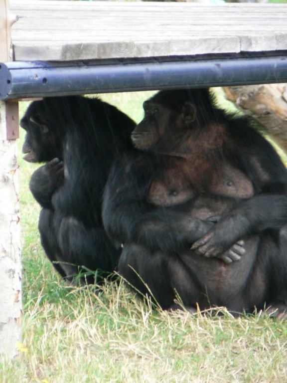 Шимпанзетата