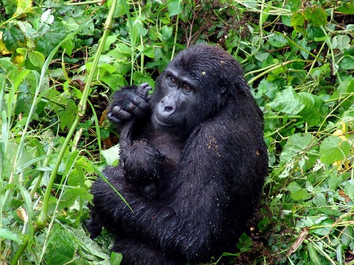 gorilla, regnskog