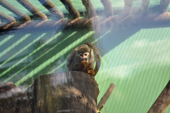 Мавпа, зоопарк, їдять фрукти