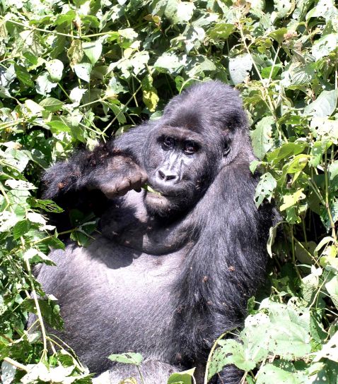 bjerg gorilla, gorilla, beringei, beringei, Kaluzi, Biega, reserve, beskyttelse