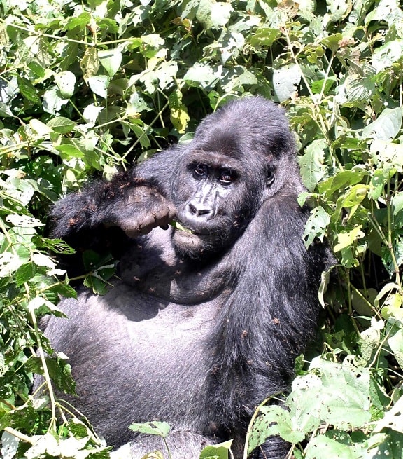 Mountain gorilla gorilla, beringei, beringei, Kaluzi, mitä käynnissä, varata, suoja