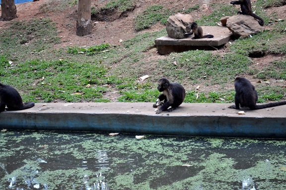 scimmie, banche, piscina, zoo
