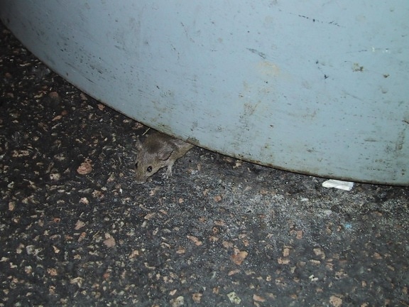 mouse, trashcan