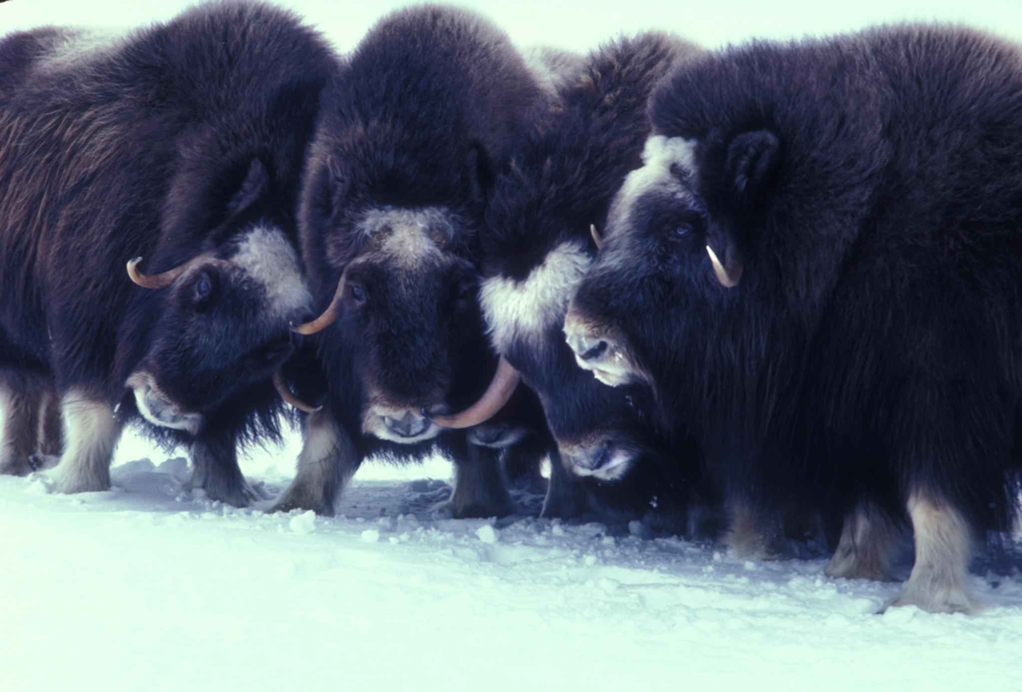 Животные Арктики овцебык