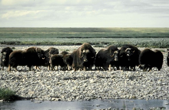 musk cattle, Arctic, wilderness, refuge