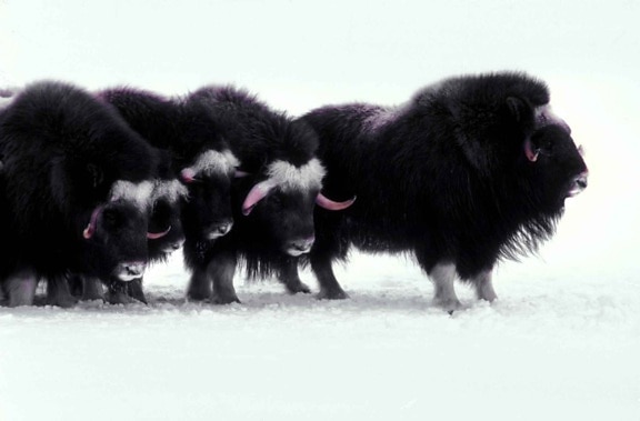Арктика, ссавці, мускусу великої рогатої худоби