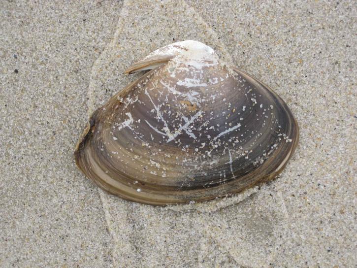 hnědá, shell, moře, písek