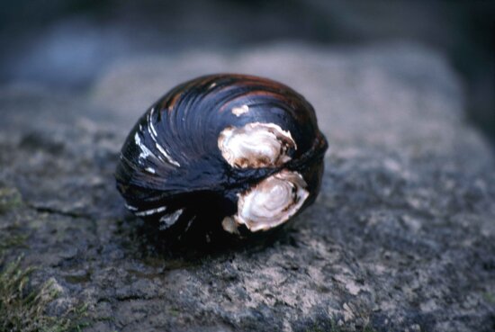 up-close, endengered, pink, mucket, pearlymessel, mussel, lampsilis, orbiculata, abrupta