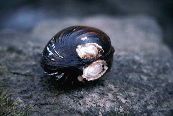 ký-đóng, endengered, màu hồng, mucket, pearlymessel, mussel, lampsilis, orbiculata, abrupta