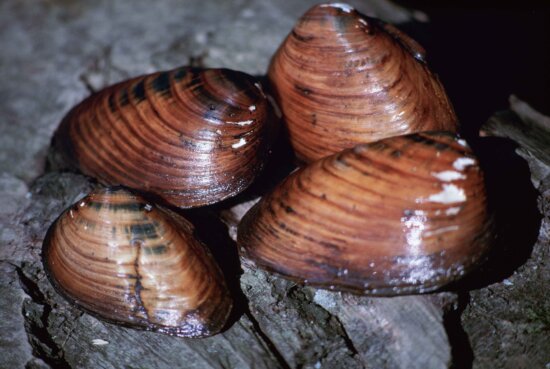 clubshell, mussel, up-close, pleurobema, clava