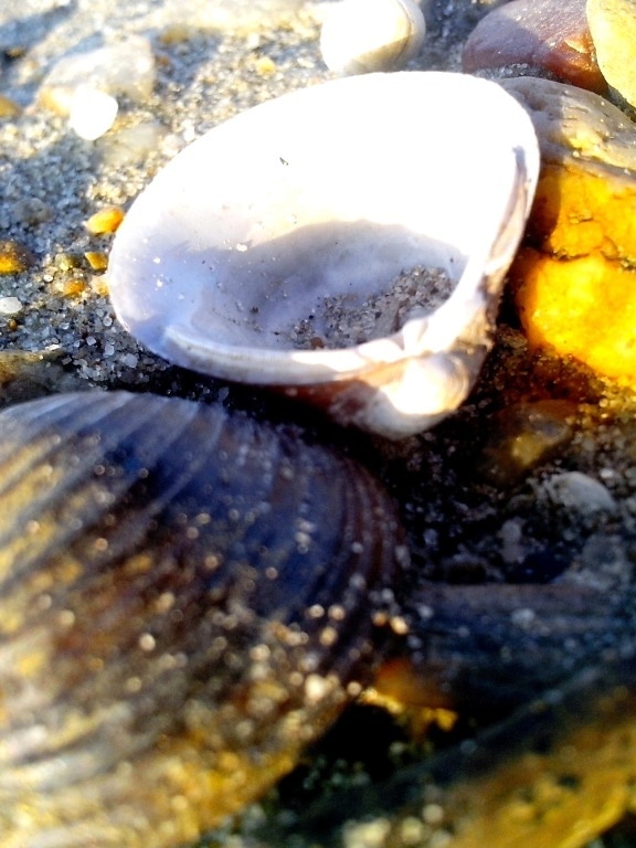 sötvatten, musslor, floden