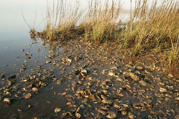 沼泽, 牡蛎, 贝壳