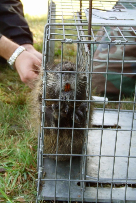 caged, nutria, awaits, tagging