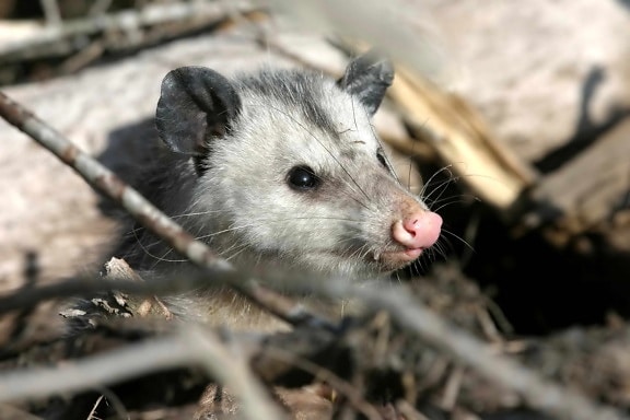 opossum, animal, didelphis, virginiana