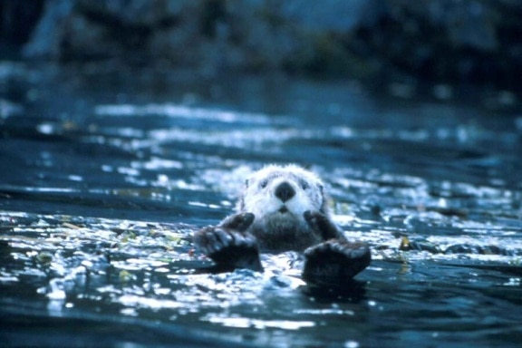 enhydra lutris, cute, sea, otter, animal, lake
