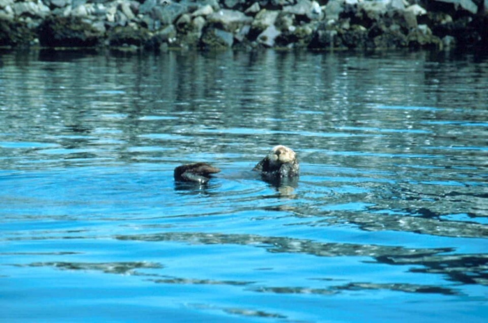 Free picture enhydra lutris sea otter lake