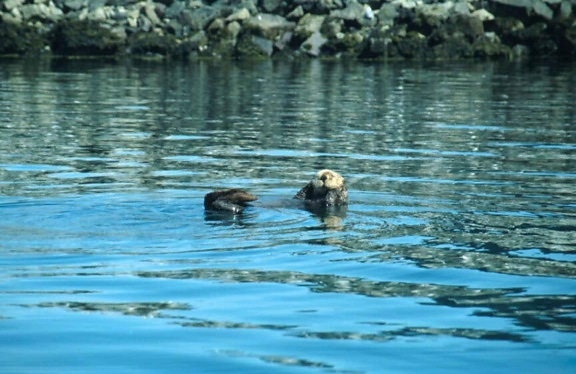 enhydra lutris, sea, otter, swimming, water, eating