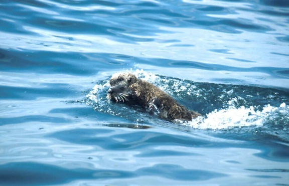 fast, swimming, sea, otter, enhydra lutris