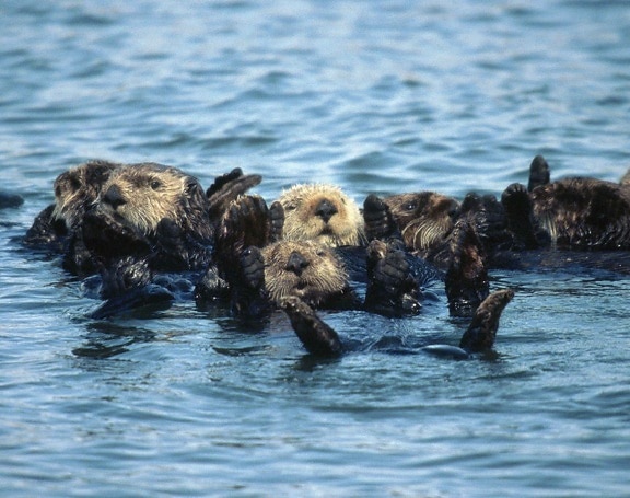 group, sea, otters, enhydra lutris