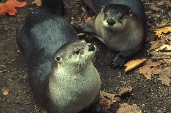 loutre, mammifères, lutra, lutra