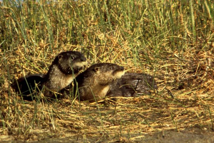 river, otters, grass, waater