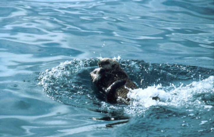 two, sea, otters, swimming, together, enhydra lutris