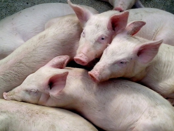 domestic pigs, piglets