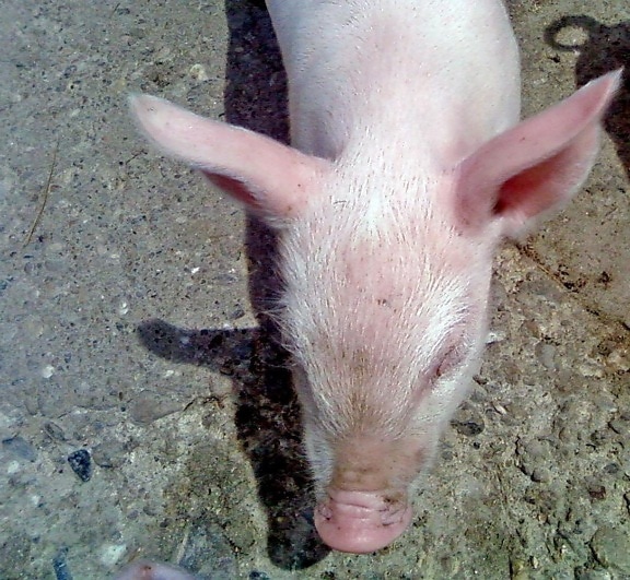 pig, head