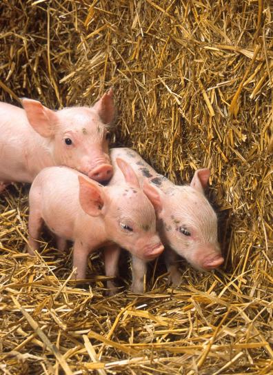 piglets, small, cute, pigs