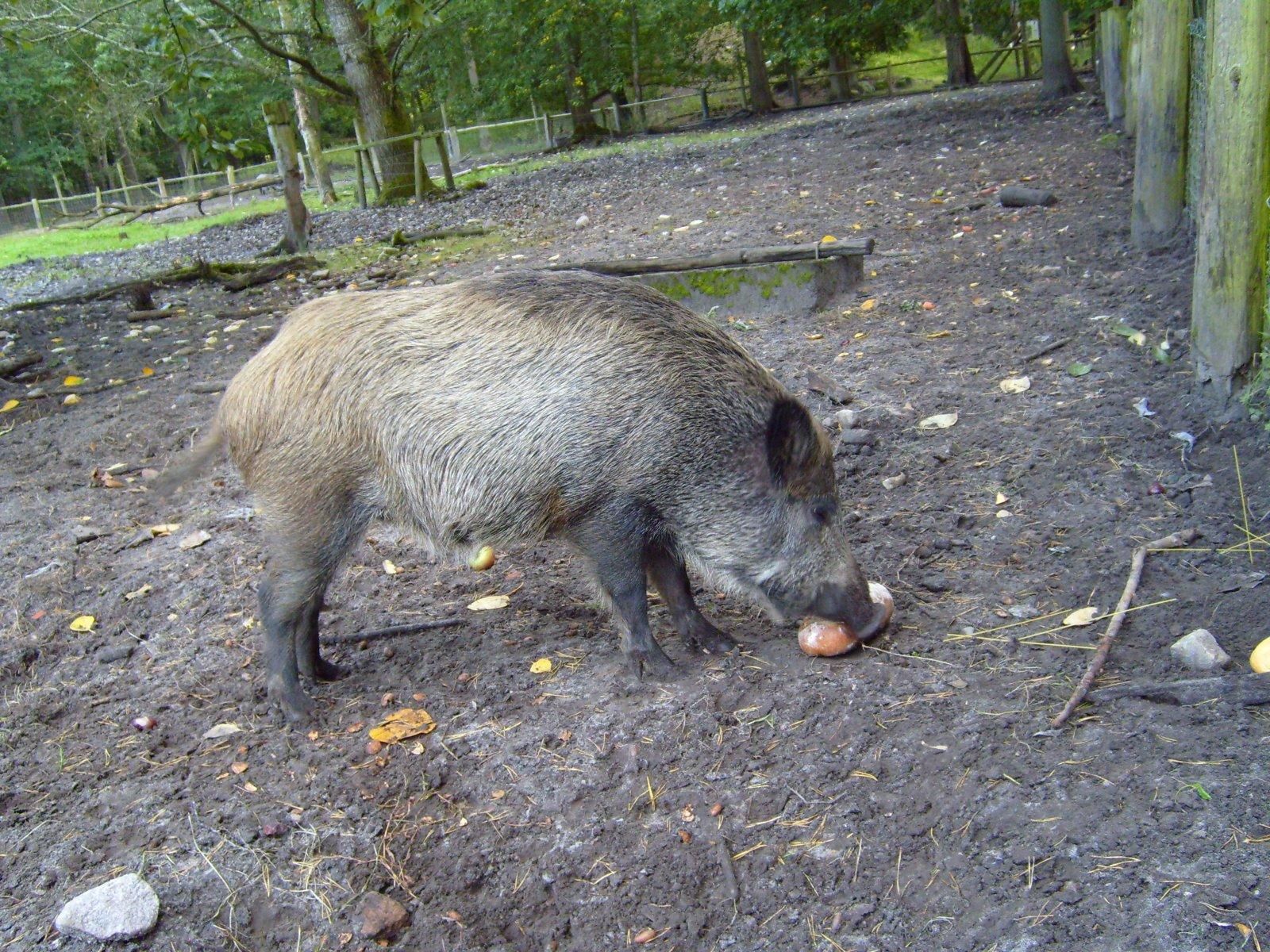 Free picture: wild, boar, animal
