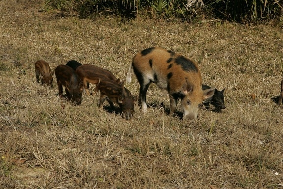wild, boar, female, young, scrofa