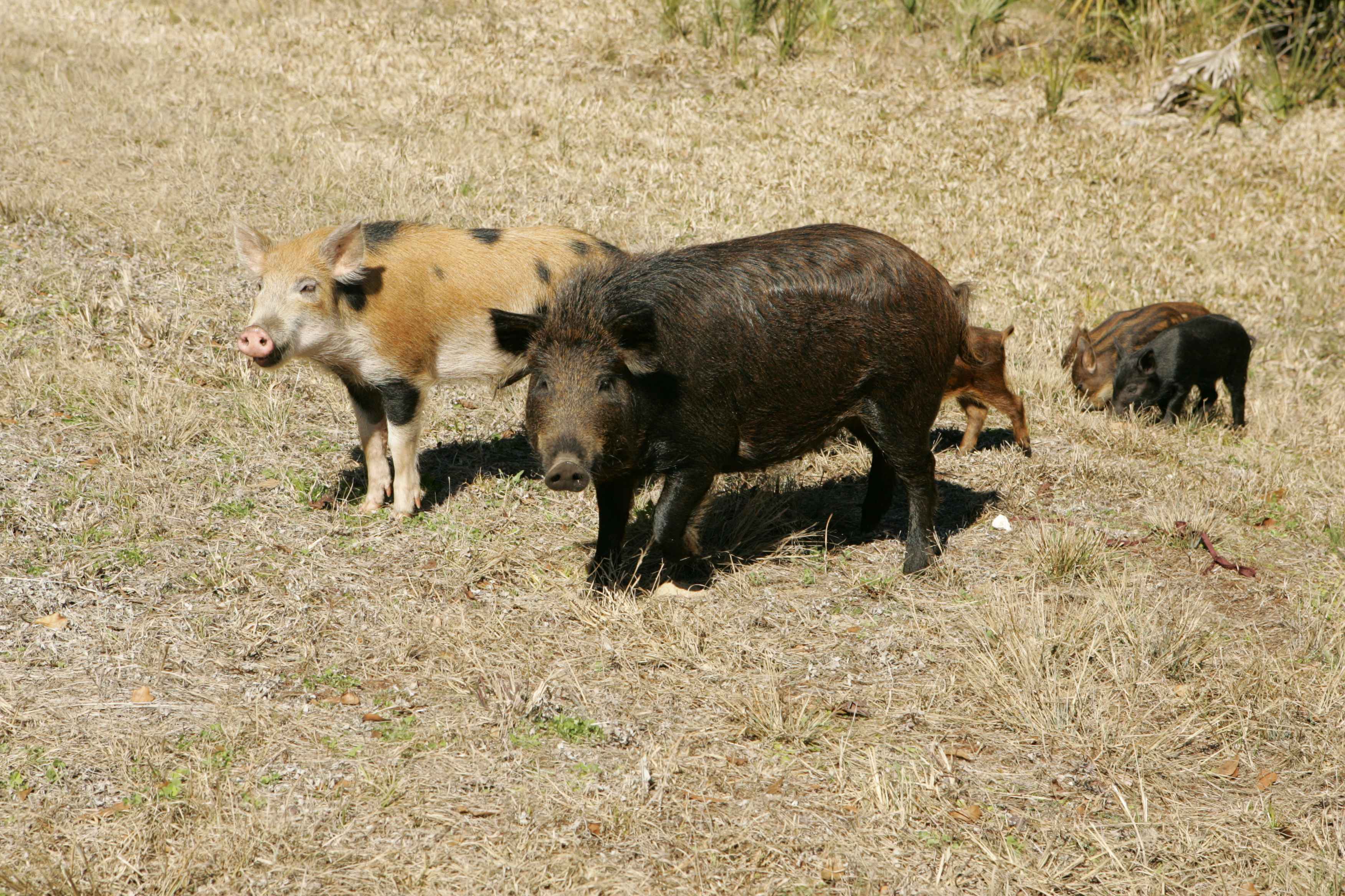 Free picture: wild, hogs, family