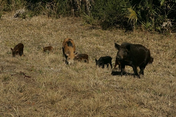 wild, pigs, family, male, female, young