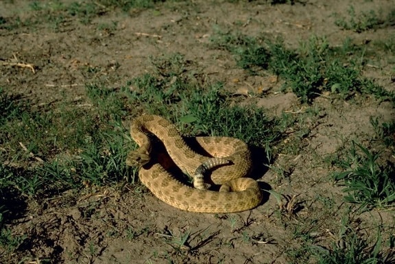 ทุ่งหญ้า งูกะปะ งู viridis