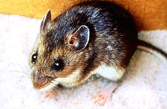 από κοντά, φωτογραφία, ελάφια, ποντίκι, ζώο, θηλαστικό, peromyscus maniculatus