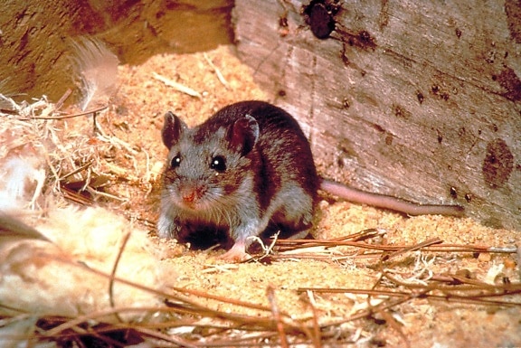 veado, rato, animal, peromyscus maniculatus