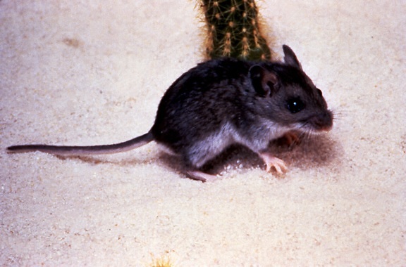 ciervos, ratón, peromyscus maniculatus