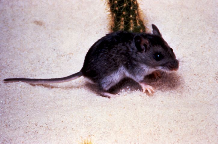 Олень, миші, peromyscus maniculatus