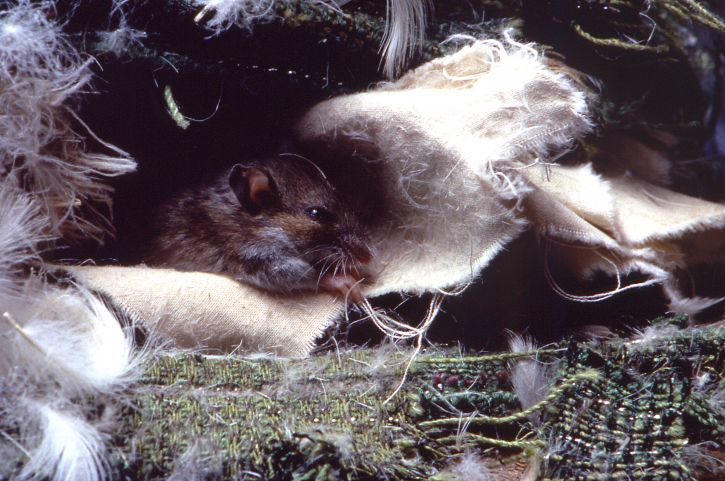 Jelena, miš, peromyscus maniculatus, listovima, tkanina, perje