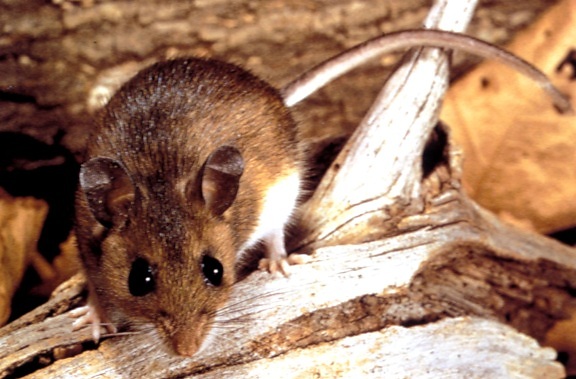Jelena, miš, peromyscus maniculatus, jezero, odašiljač, hantavirus