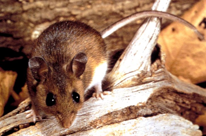 елен, мишката, peromyscus maniculatus, резервоар, предавател, hantavirus