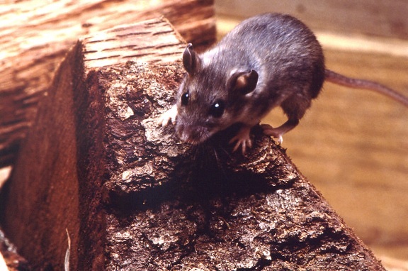 veado, rato, peromyscus maniculatus, pedaço, picado, madeira