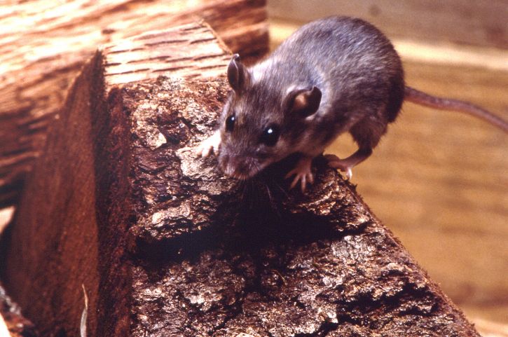 cerb, mouse-ul, peromyscus maniculatus, piesă, tocat, lemn