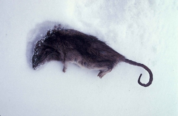 Norvégia, patkány, halott, hó