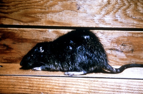 noruega, rata, Rattus, norvegicus, marrón, rata, casa, rata, alcantarilla, rata