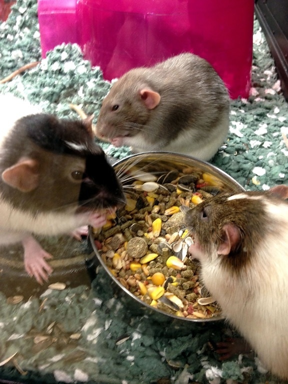råttor, rattus norvegicus