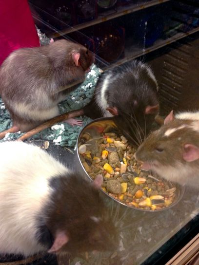 reprodução de ratos, diferentes colorações, seletivas